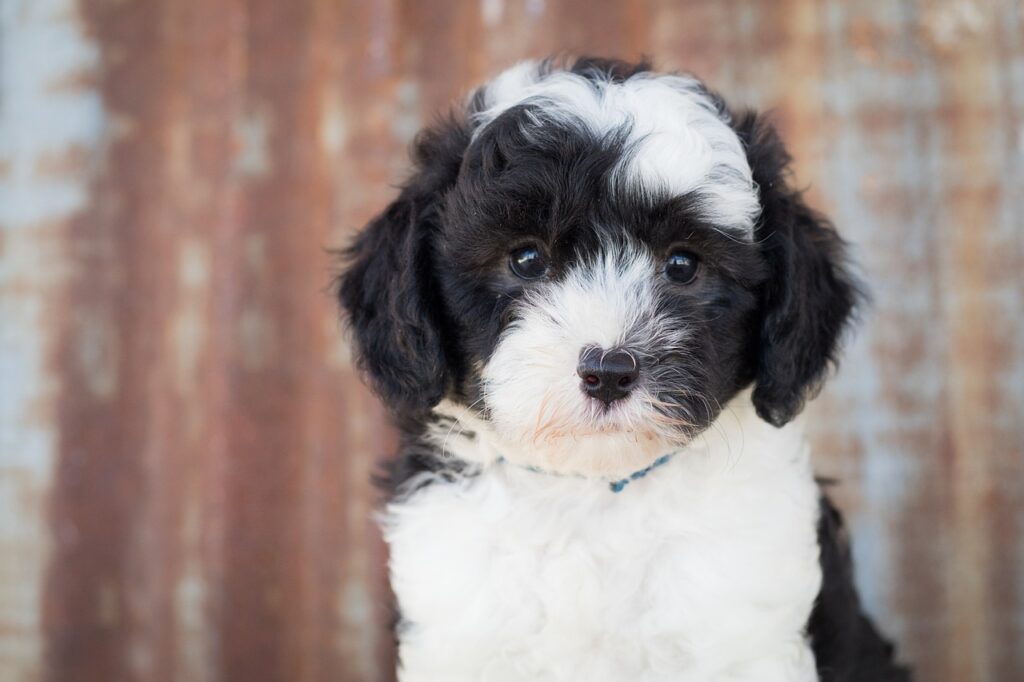 Sheepadoodle (Old English Sheepdog + Poodle)