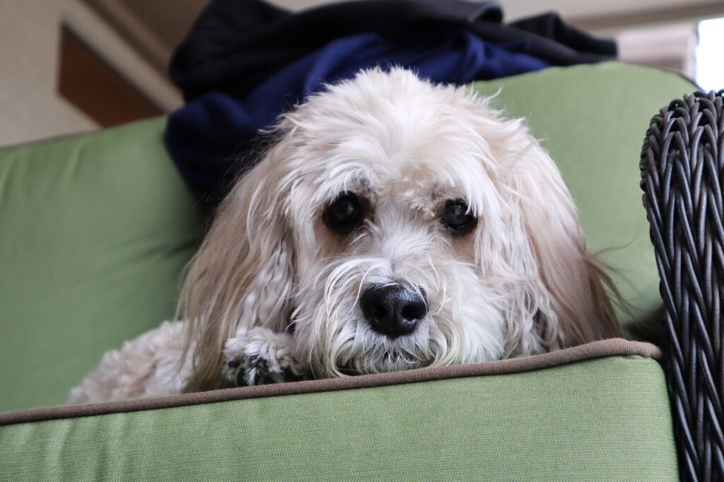 Cockapoo (Cocker Spaniel + Poodle)
