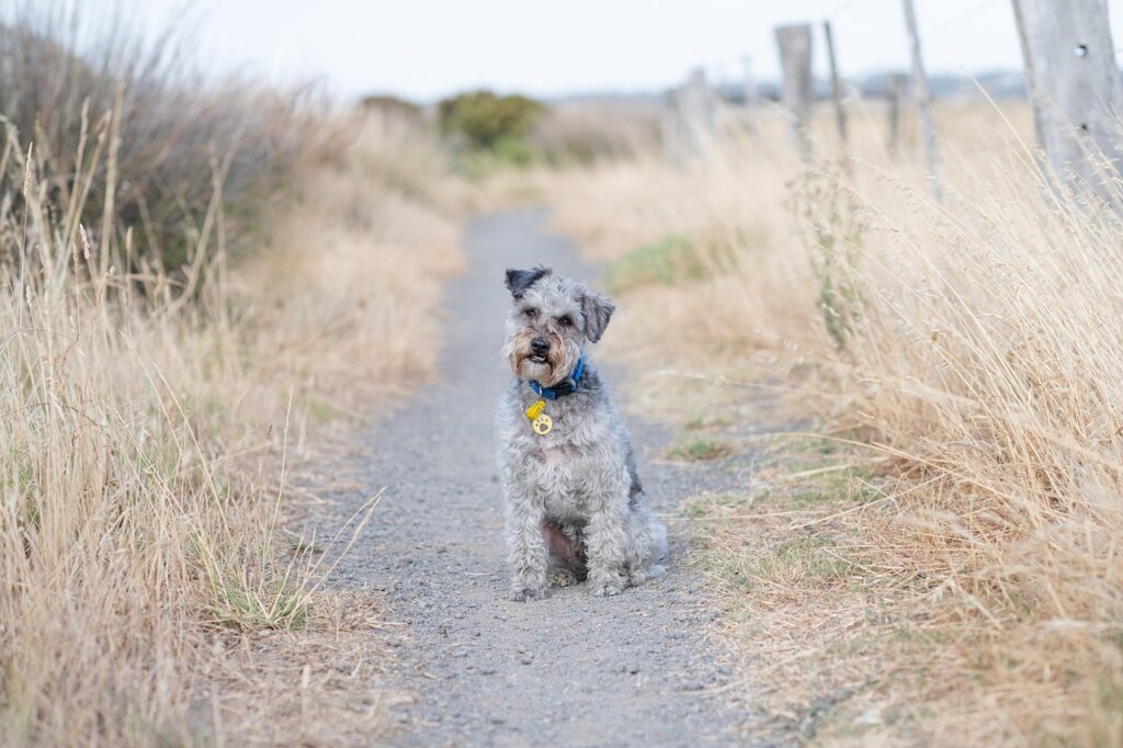 Schnoodle (Schnauzer + Poodle)