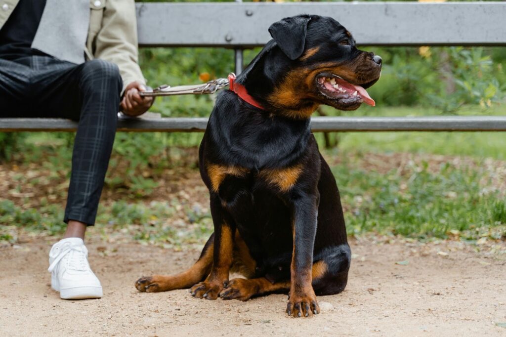 Rottweilers