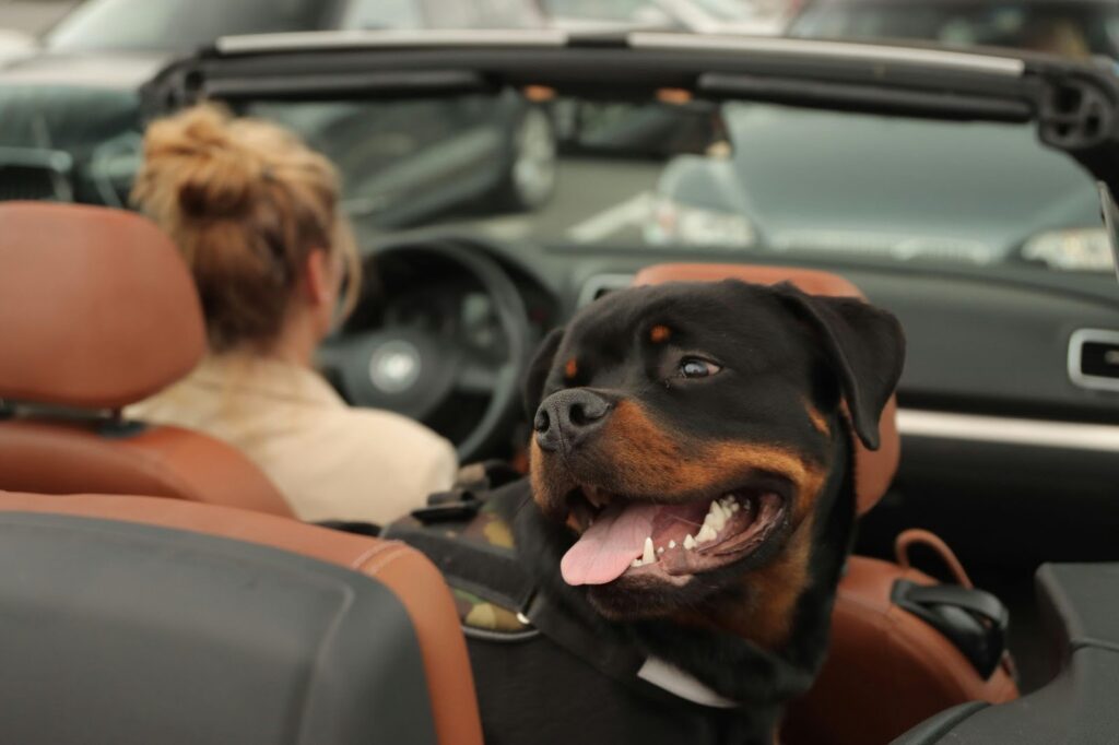 Rottweilers