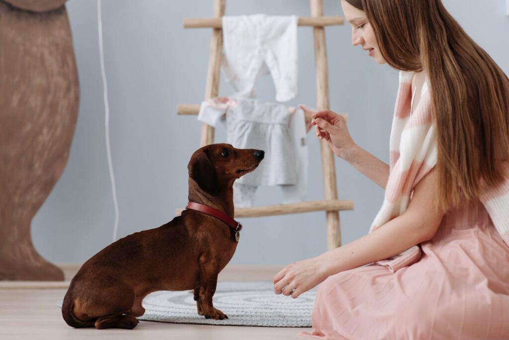 Dachshund