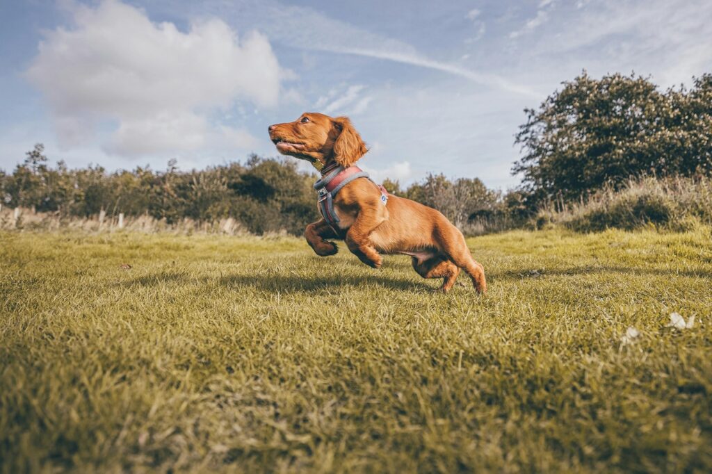 Dachshund