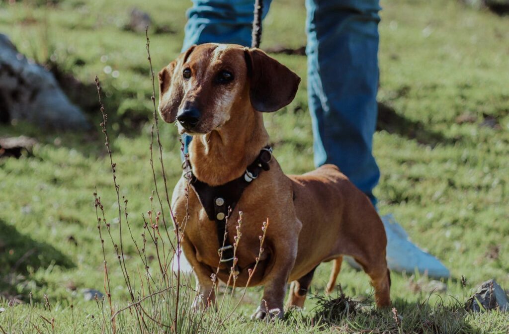 Dachshund