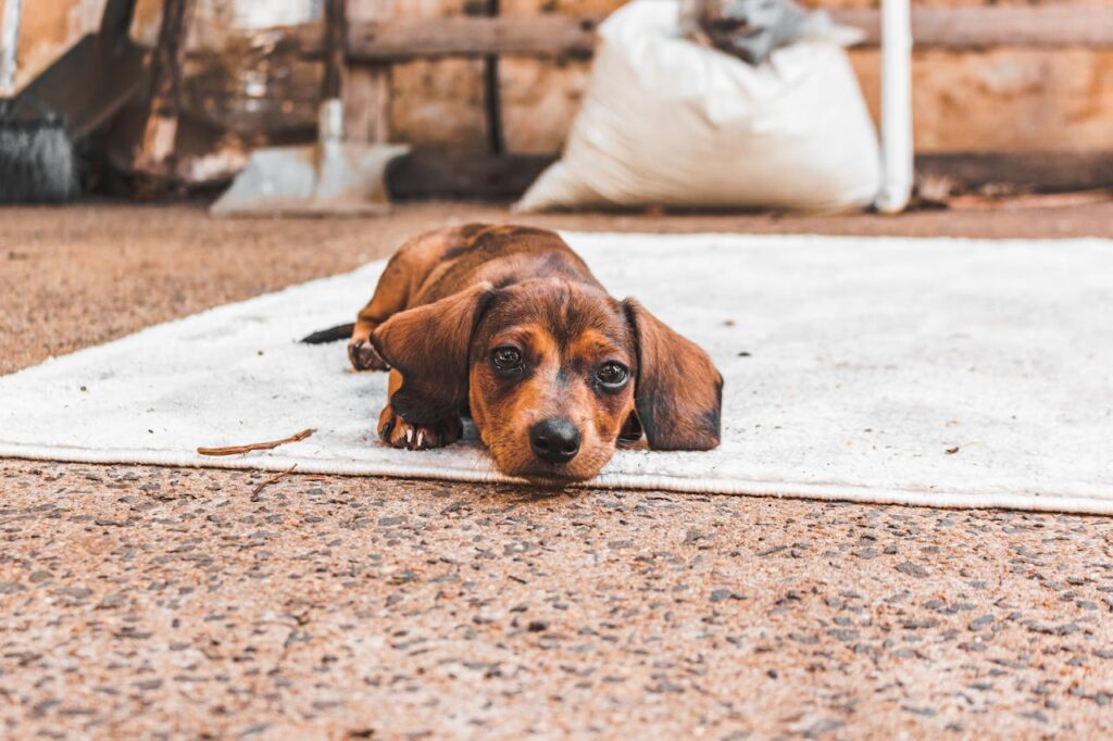 Dachshund