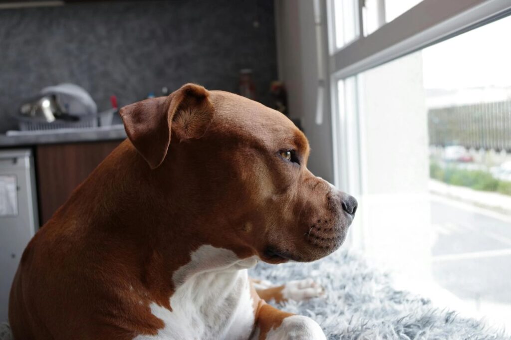Well-groomed Pitbull looing out the window
