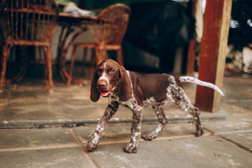 German Shorthaired Pointer