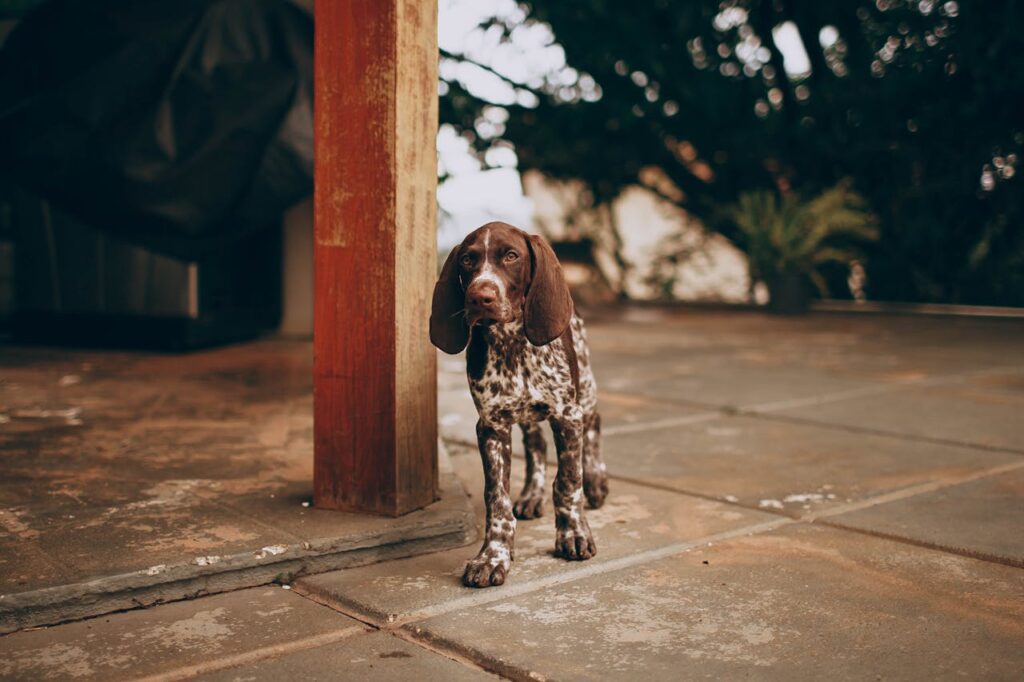 German Shorthaired Pointer