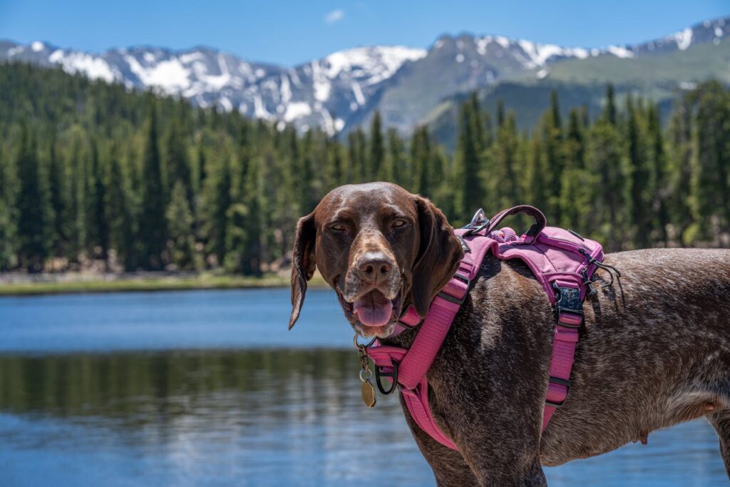 German Shorthaired Pointer