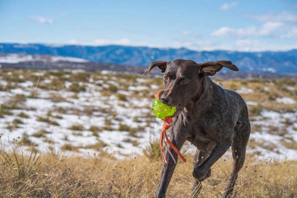 German Shorthaired Pointer