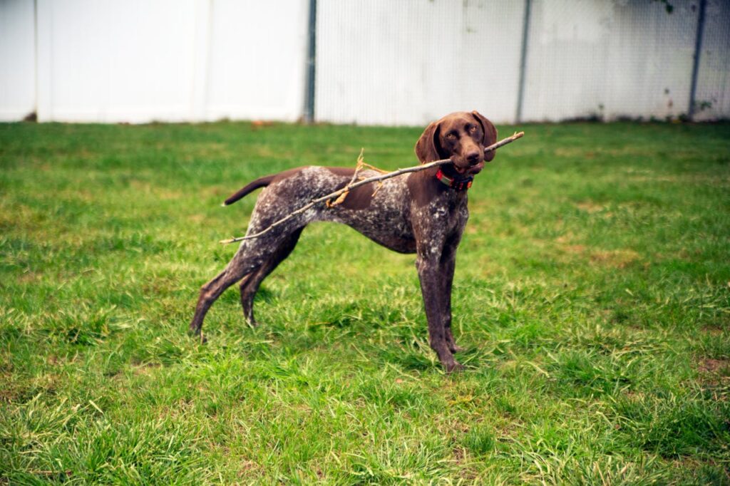 German Shorthaired Pointer