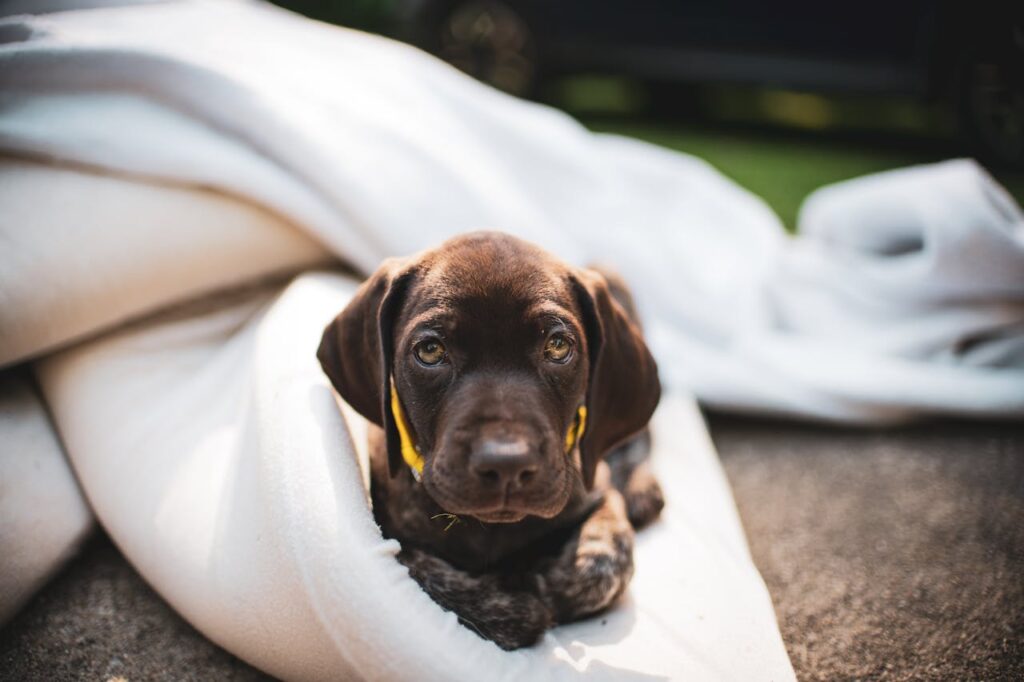German Shorthaired Pointer