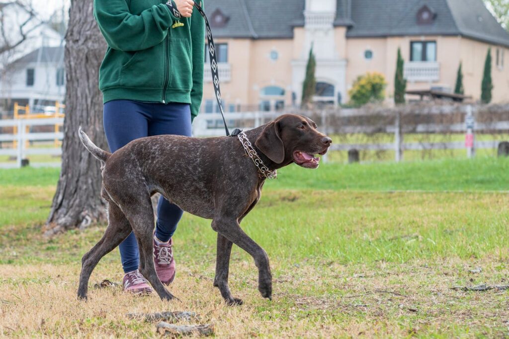 German Shorthaired Pointer