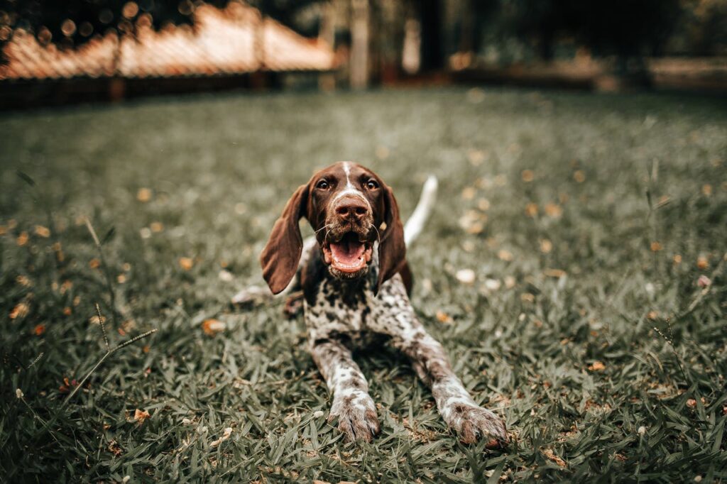 German Shorthaired Pointer