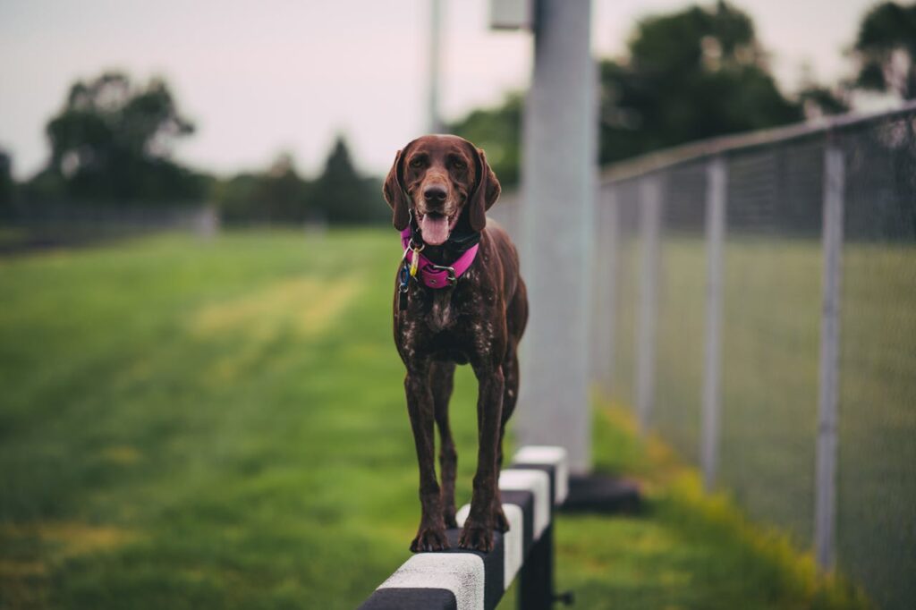 German Shorthaired Pointer