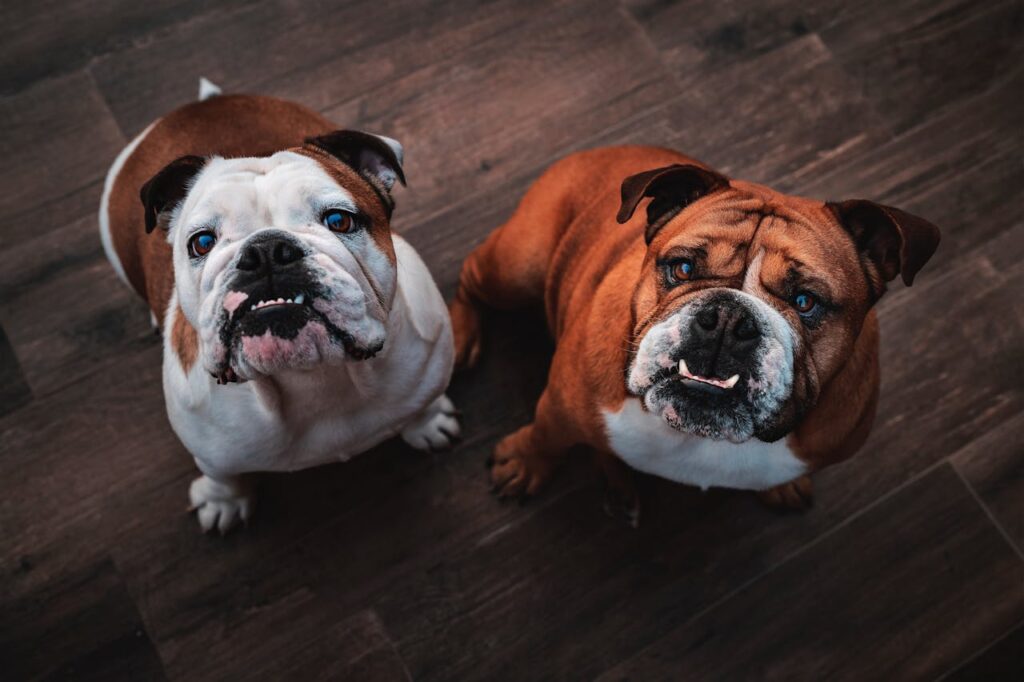 Two bulldogs looking at the camera
