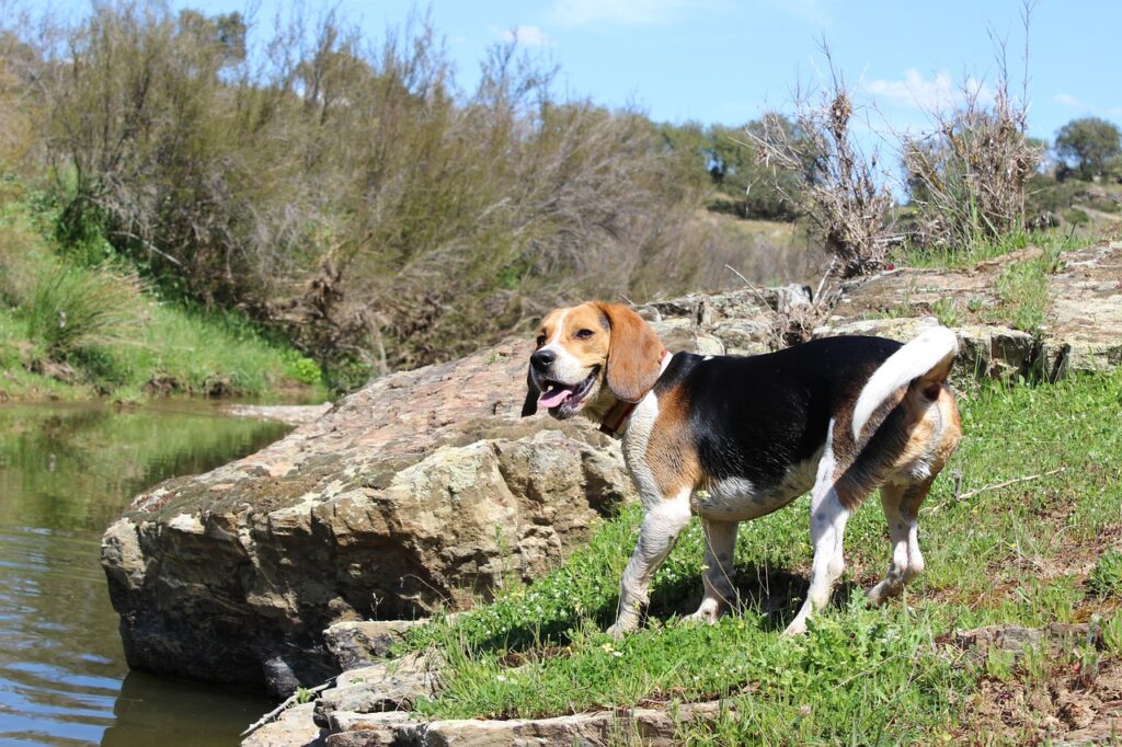 beagle