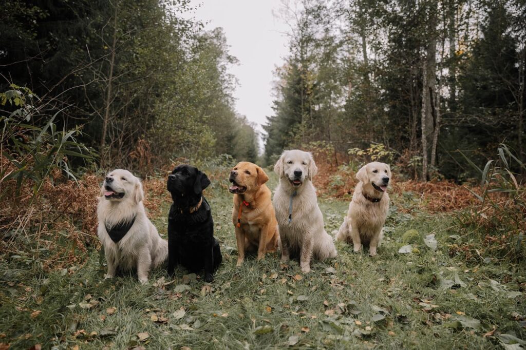 Labrador and Golden Retriever dogs