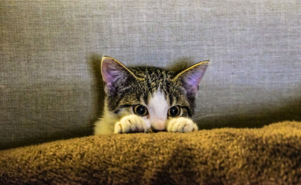 cat hiding