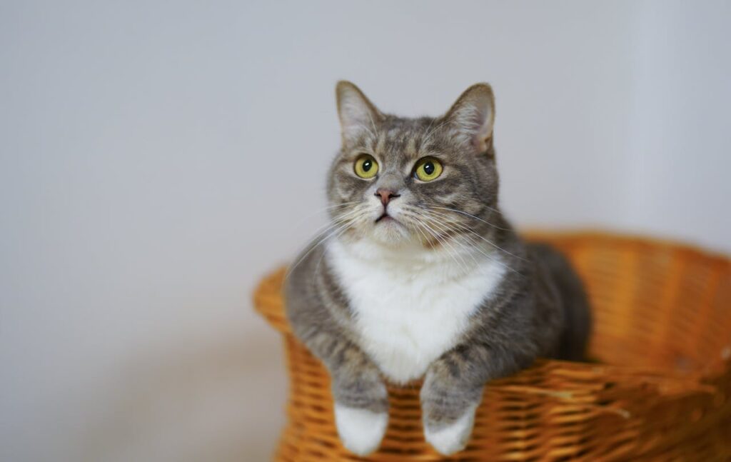 cat in basket
