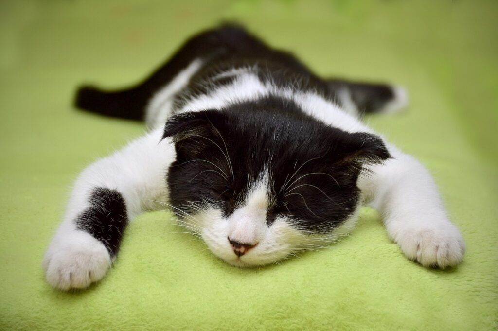 cat resting