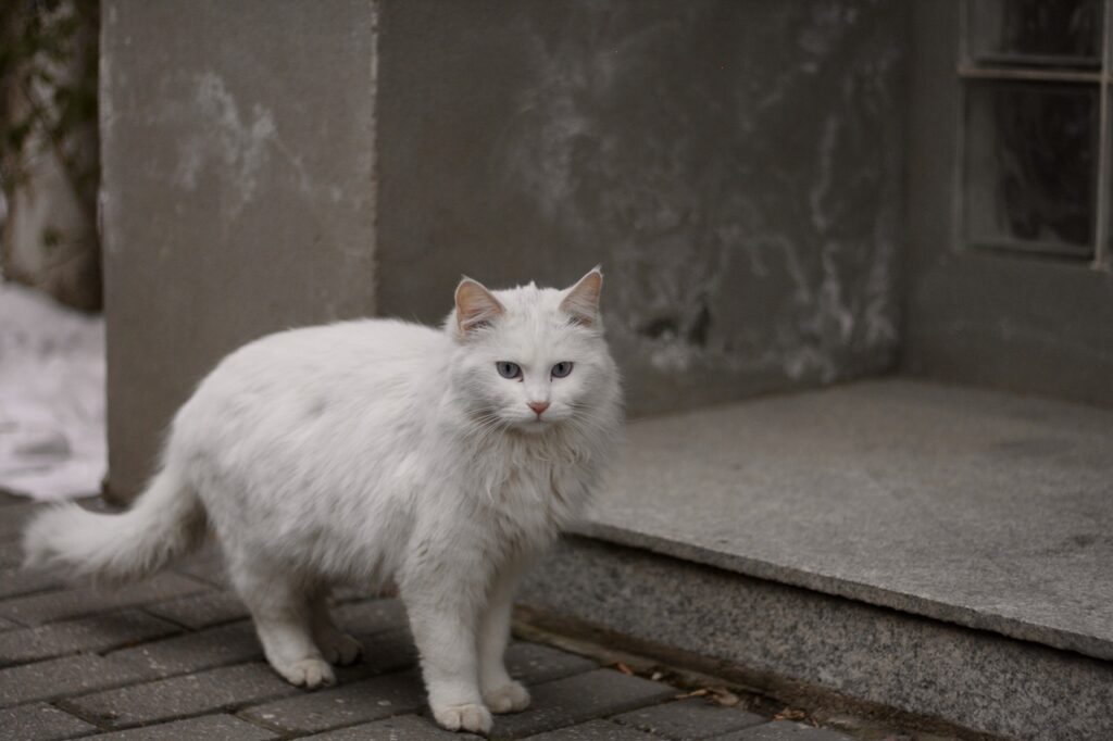 cat on road