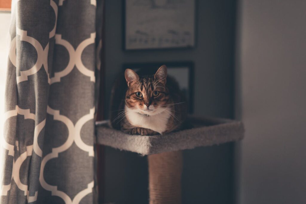cat