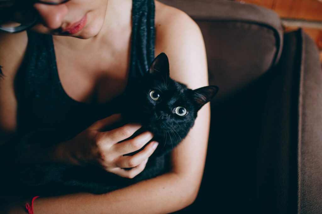 cat in arms