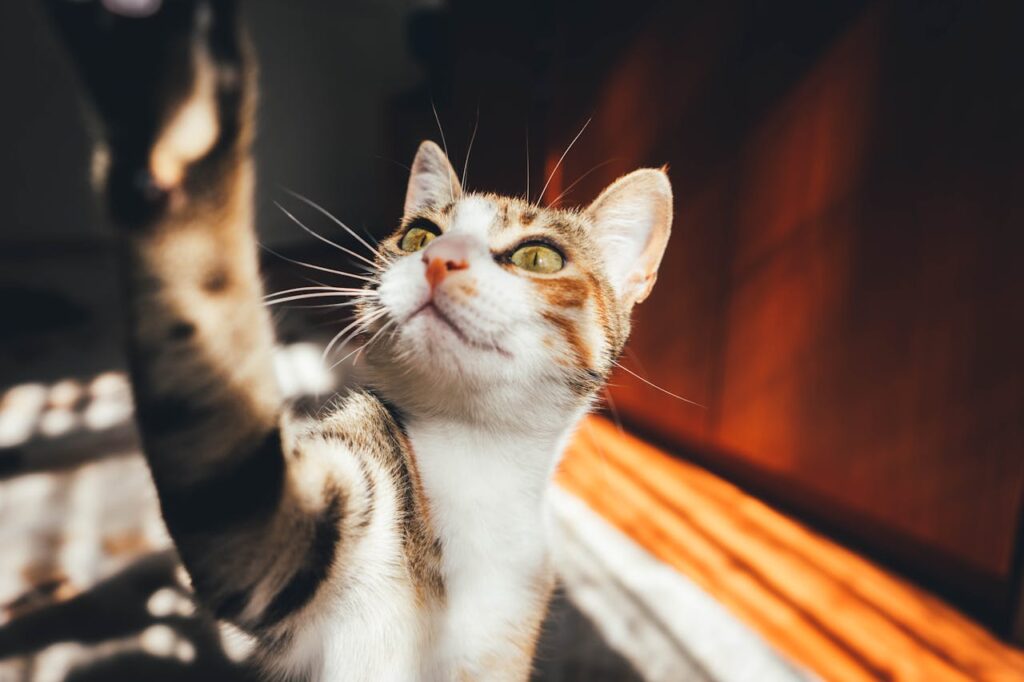 cat