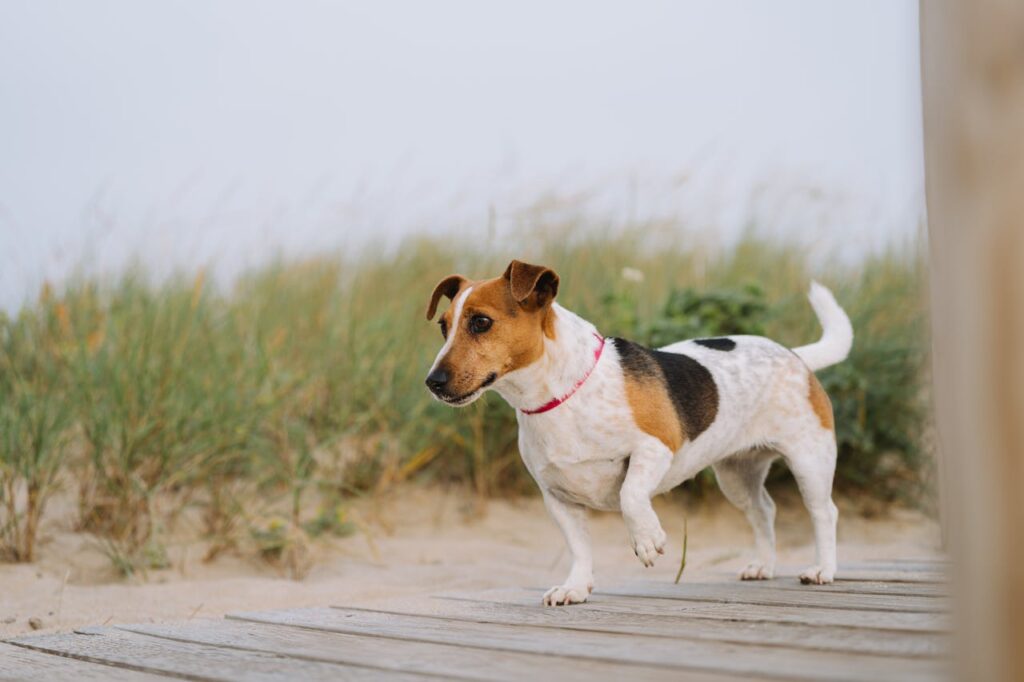 beagle