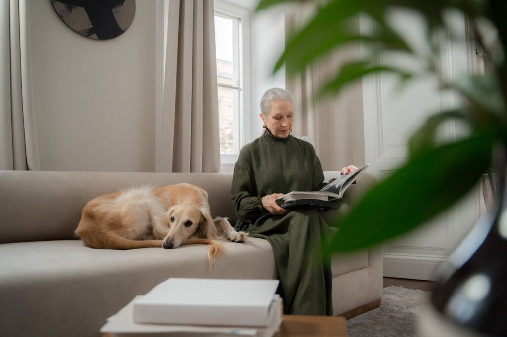 An older dog calmly sitting on a couch