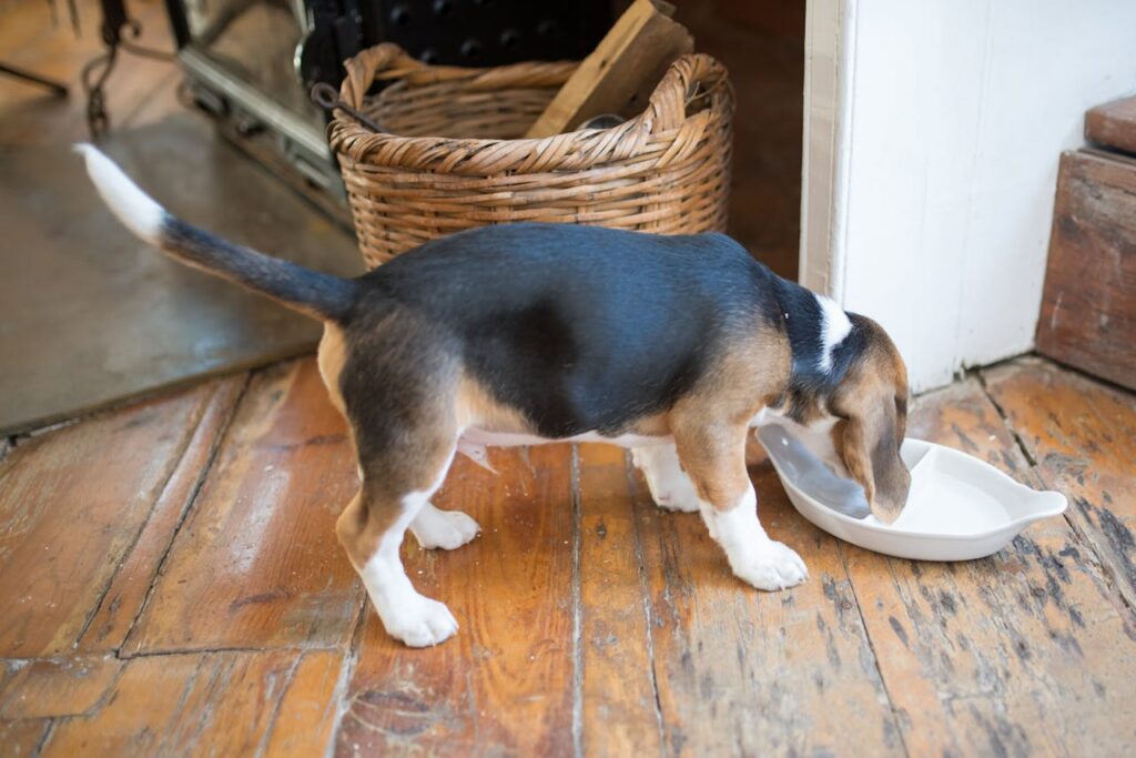 beagle