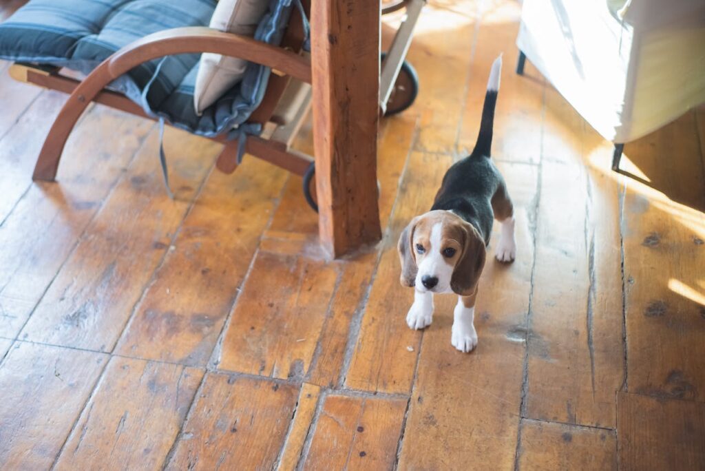 beagle