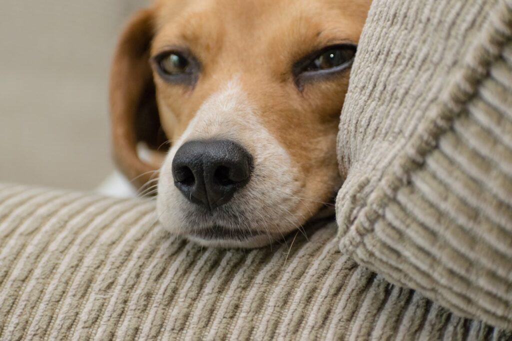 beagle