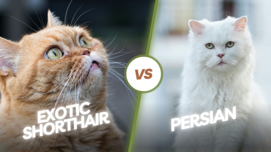 Exotic Shorthair vs Persian Cat