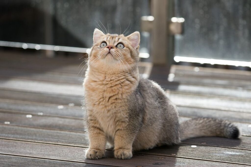 Exotic Shorthair cat looking up