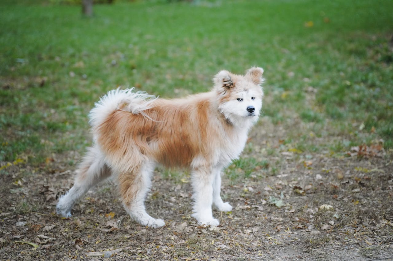 dog-Akita