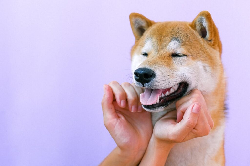 dog-Shiba Inu
