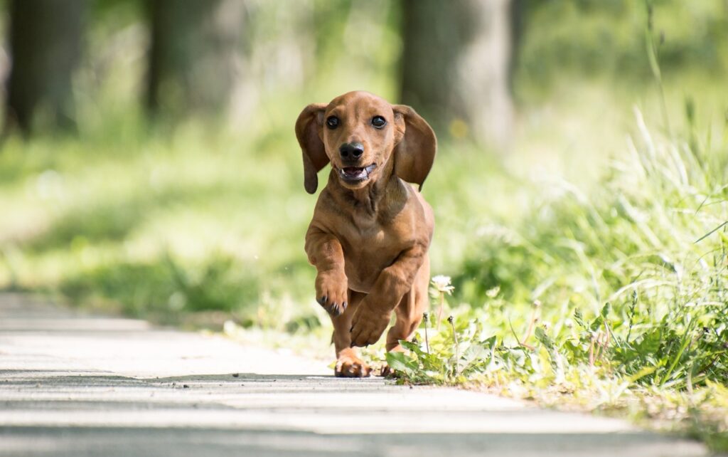 dog-Dachshund