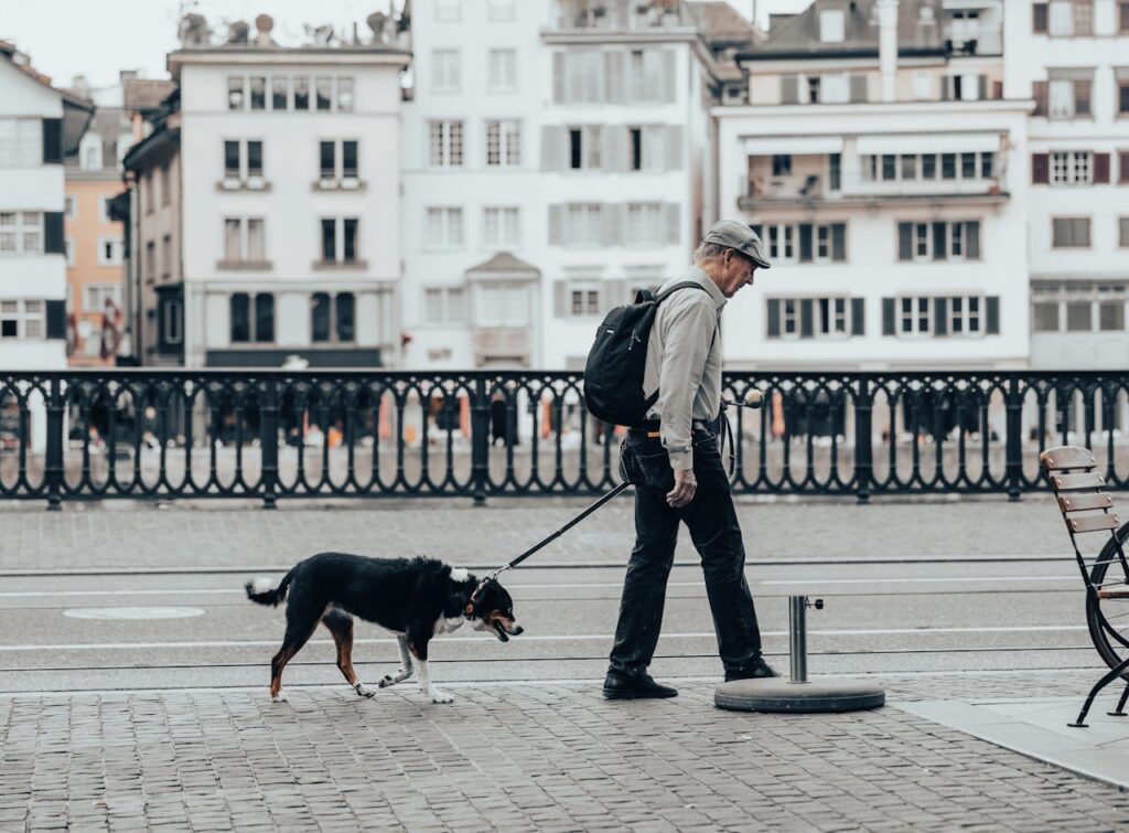 Senior dog on a stroll