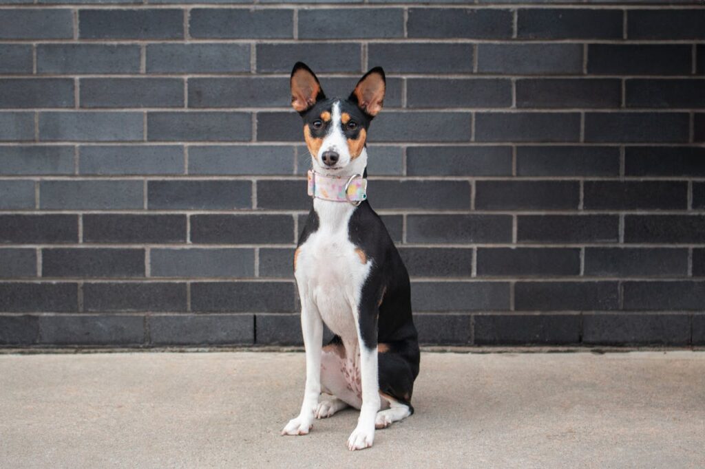 dog-Basenji