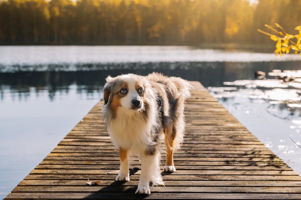 dog-Australian Shepherd