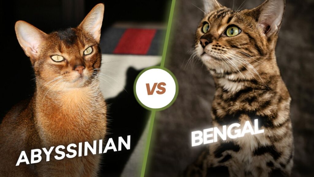 Abyssinian vs Bengal cat