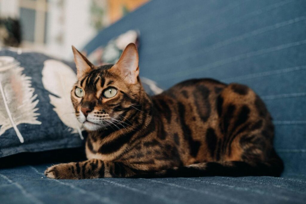 Bengal Cat