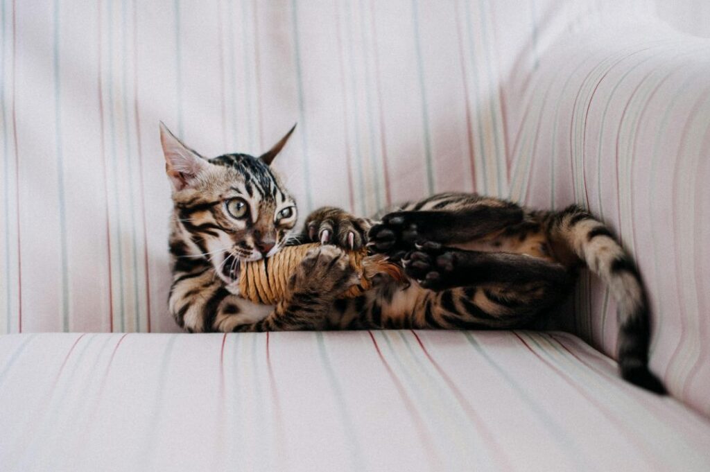 Bengal Cat playing