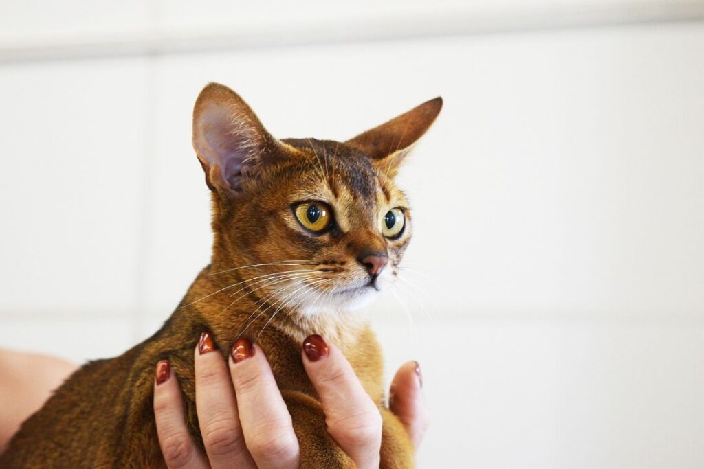 Abyssinian cat