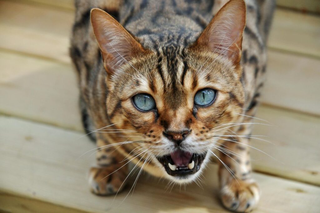 Bengal Cat Meowing