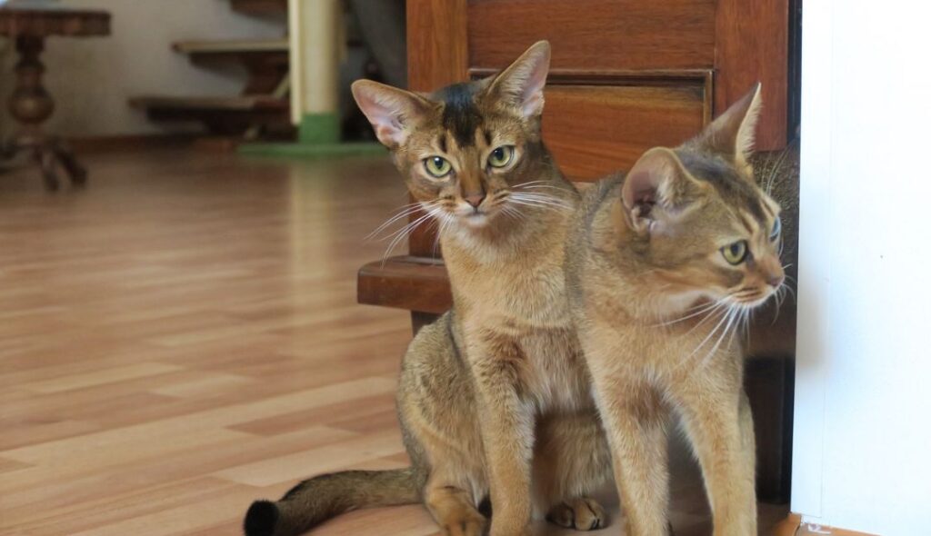 Abyssinian cats peeping through the door