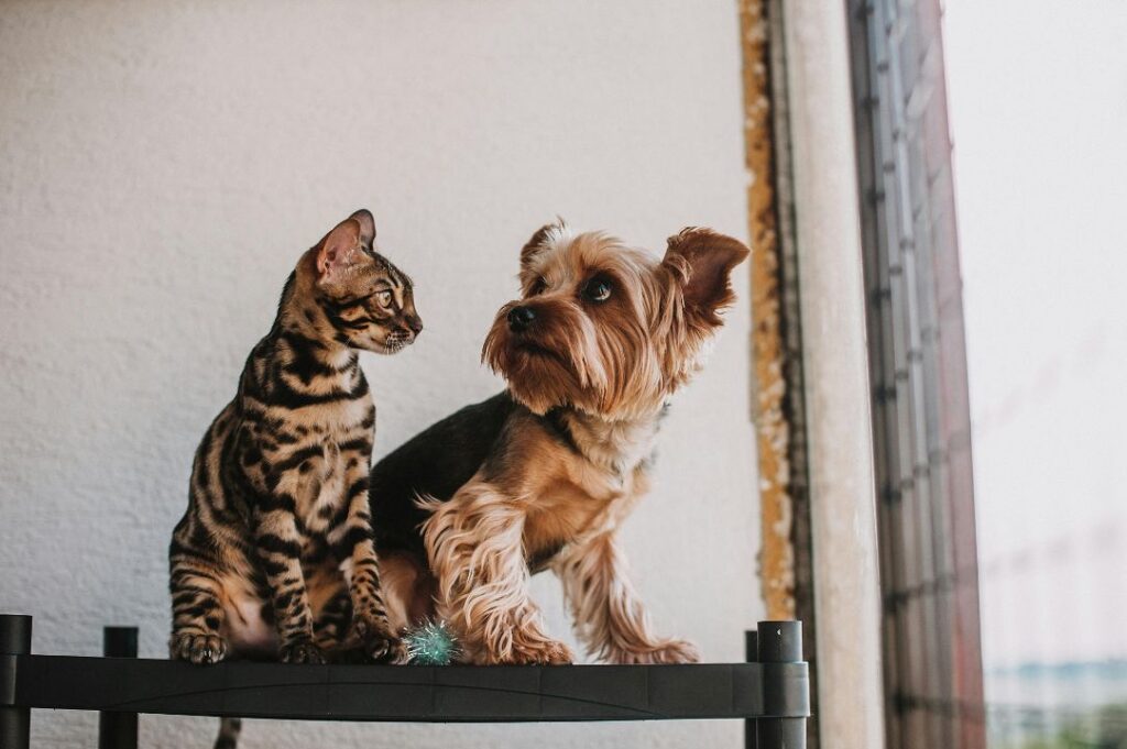 Bengal cat with a dog