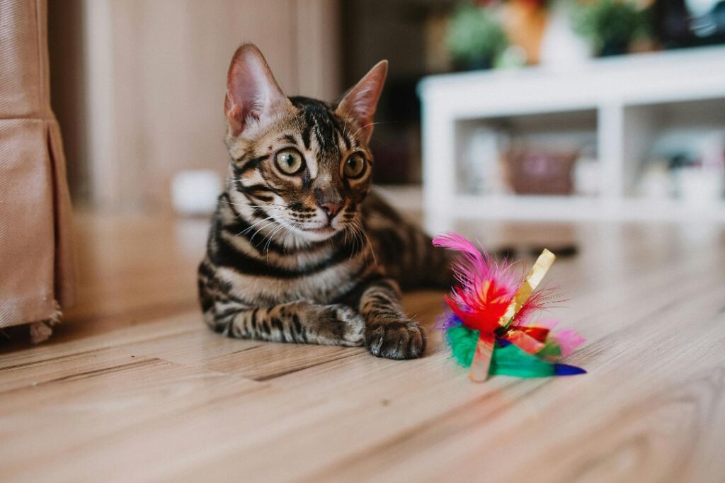 Bengal cat with a toy